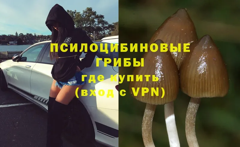 наркотики  Гаврилов-Ям  mega вход  Псилоцибиновые грибы Psilocybe 